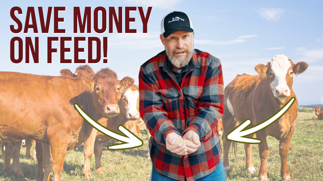 5 Ways We Save $1000s on Livestock Feed