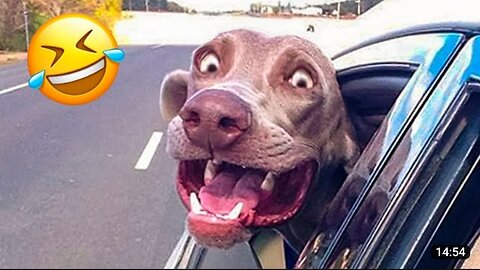 Funniest dog and cats video || Funny animals video 😂|| Kids must watch||