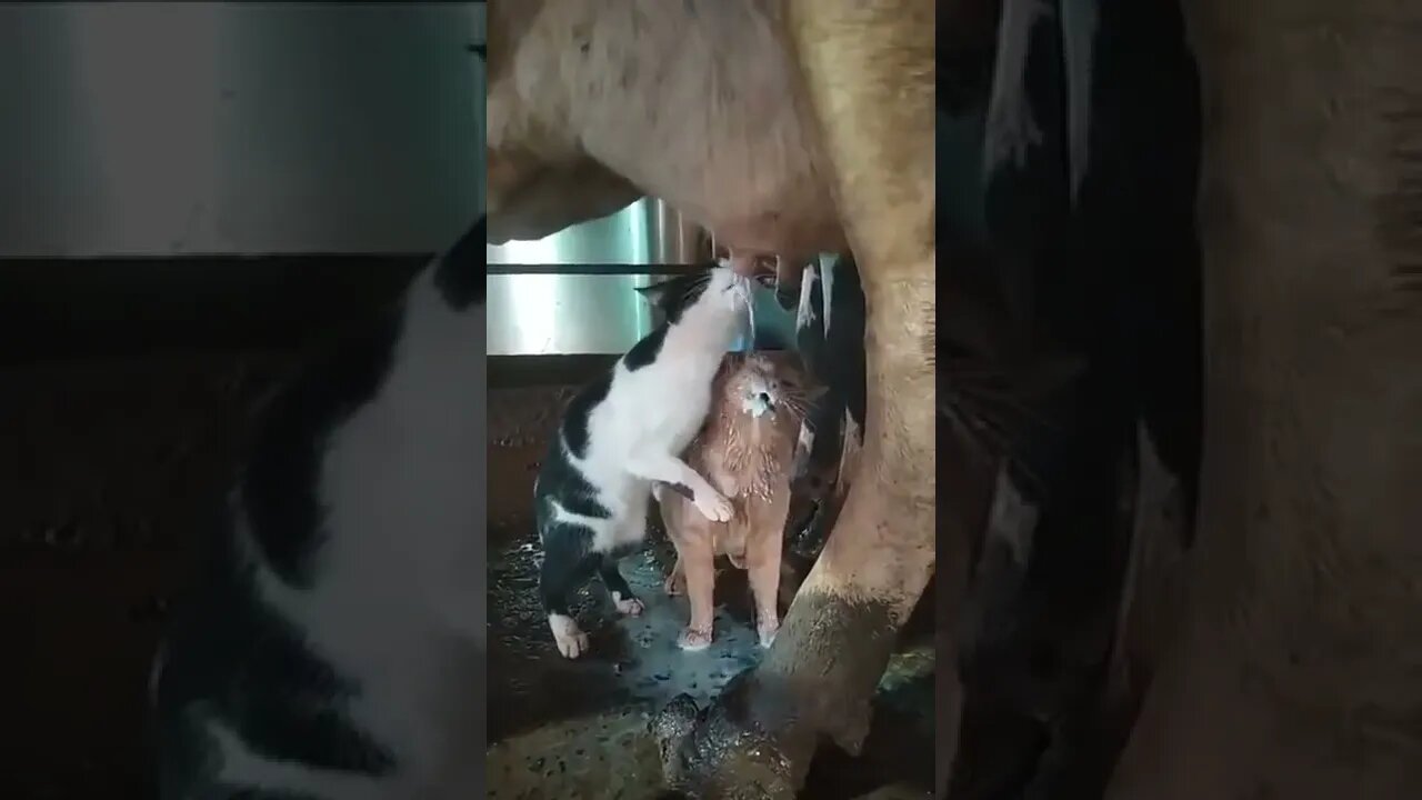 What is this Tasty milk