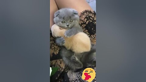 Cute kitten hugs puppy video😻🐶