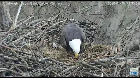 Pittsburgh Hays Eagles Dad flies from a tree across river to the nest 2020 01 28 1230pm