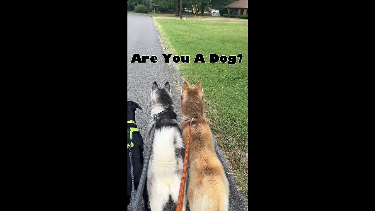 When you meet the neighbors dog!