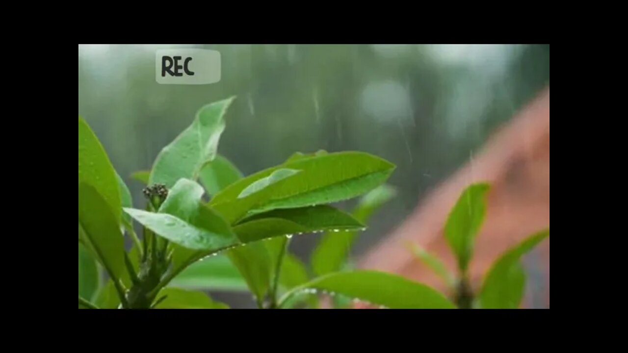 sleeping#jangal bird #meditation#non copyright audio#shorts