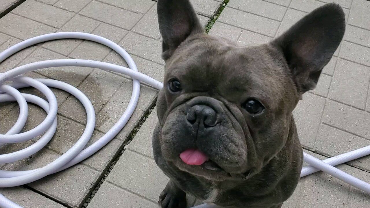 French bulldog loves his treat