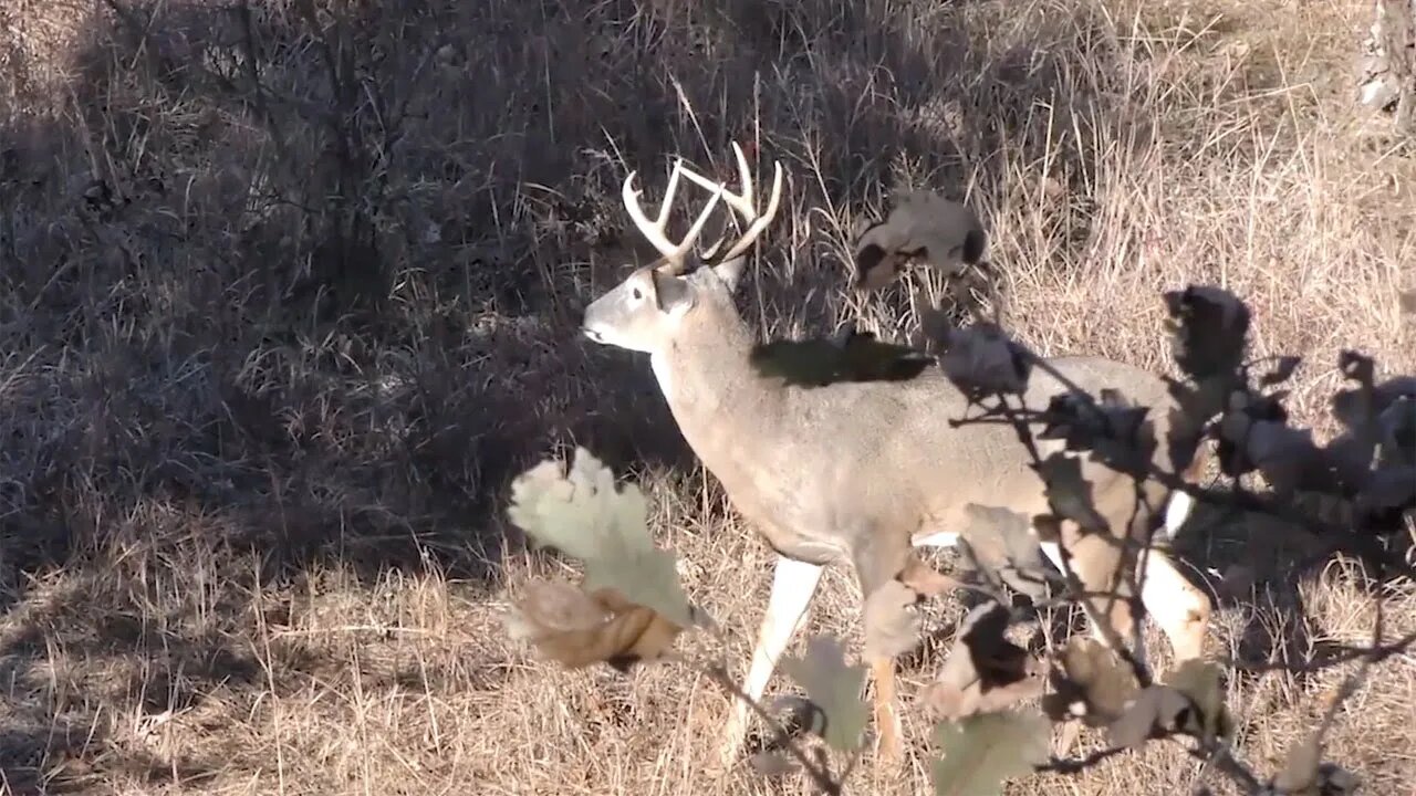 When the Rut is Rocking | Land of Whitetail