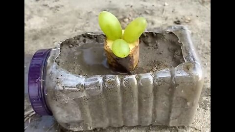 how to grow grapes in banana