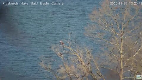 Hays Eagles Mom and Dad perched on the River fishing tree 2020 11 28 120pm