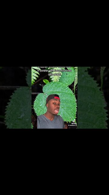 gimpi gimpi world's deadliest plant