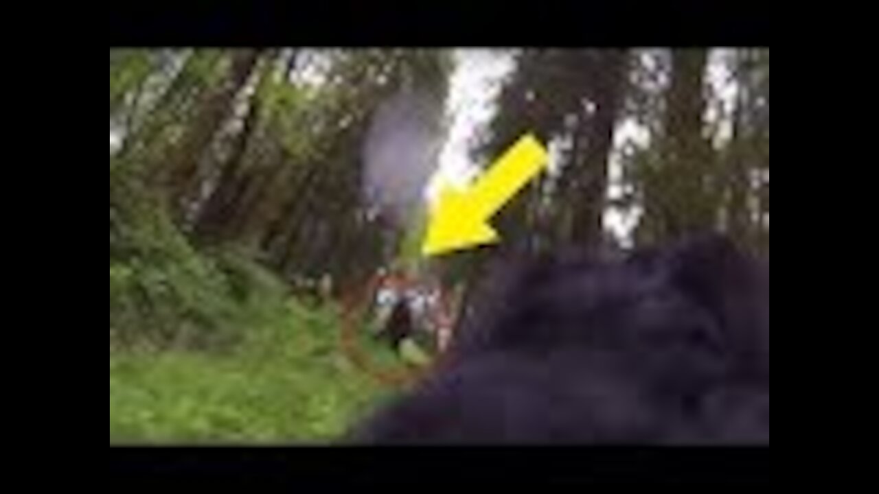 A dog wearing a GoPro camera was on an adventure in the Oregon woods