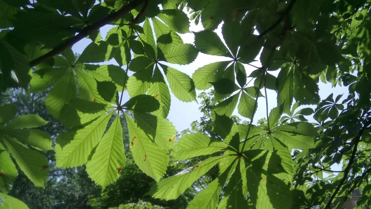 Preludium -J.Lechoń