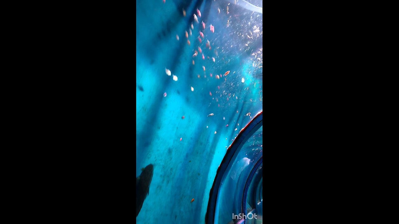 Under water ternal Sonepur Mela ❤️