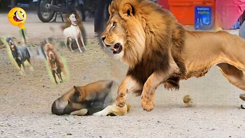 Lion attack to Dog,lion attack🦁 comedy shoe