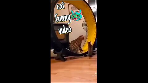 Cat animals funny video