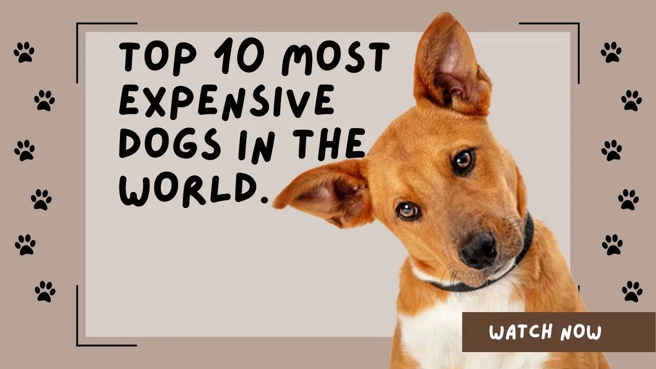 Top 10 most Expensive Dogs in the world