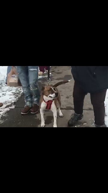 Ecstatic dog gets parade after being adopted after 500 days
