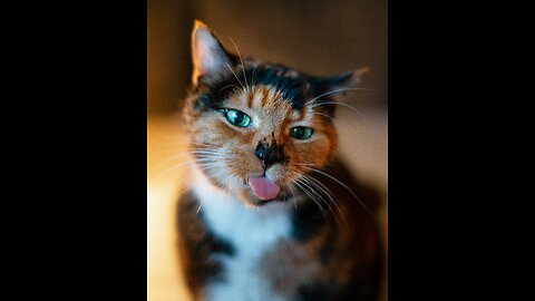 Very Funny Cat Videos #Viral #cats