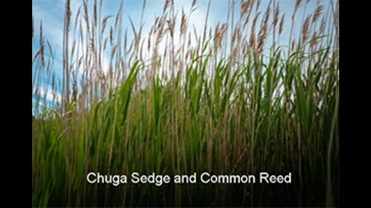 PFTTOT Part 181 Chuga Sedge and Common Reed