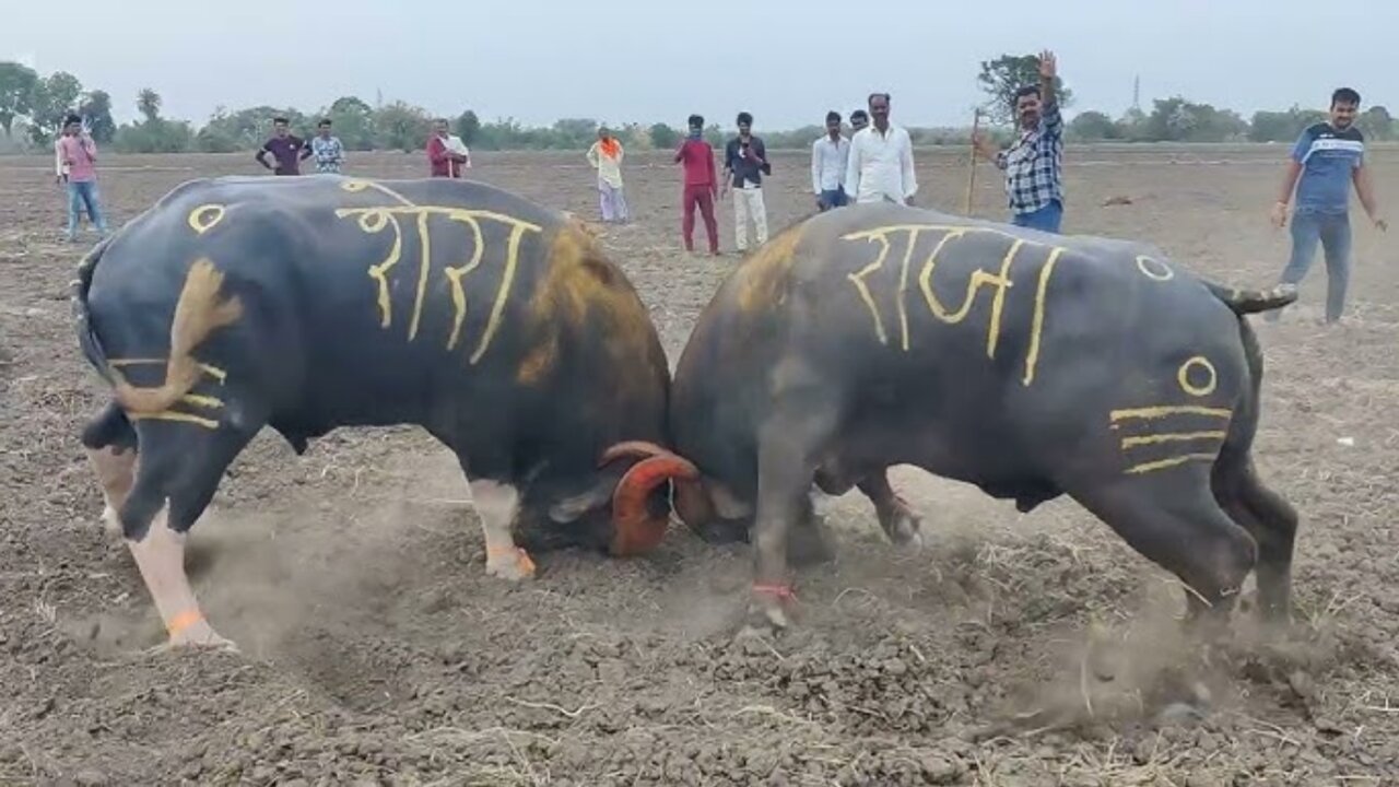 A buffalo fight