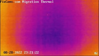 Night migrating birds on thermal camera - 8/28/2022 @ 23:20 - Odd Flight Path