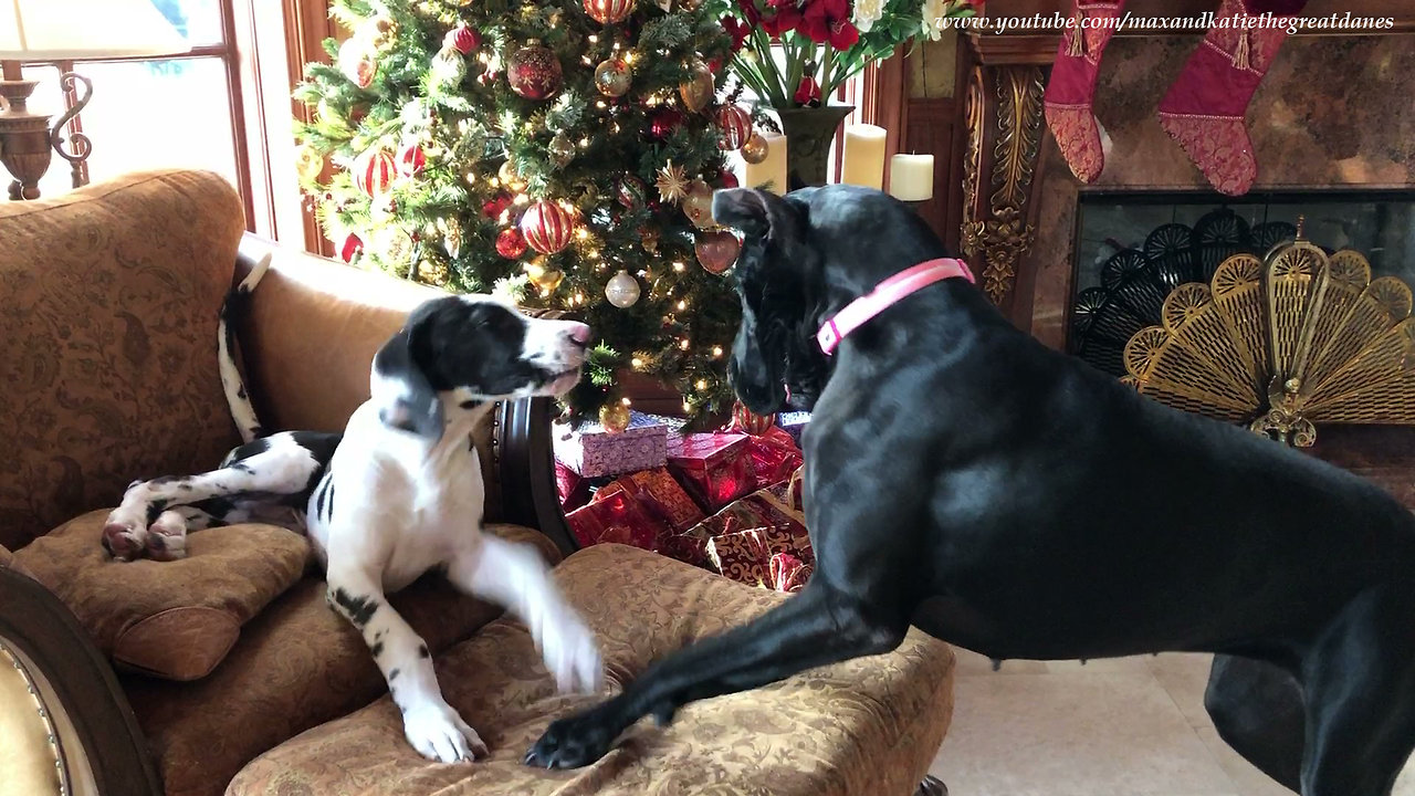 Vocal Great Dane puppy steals cat's chair