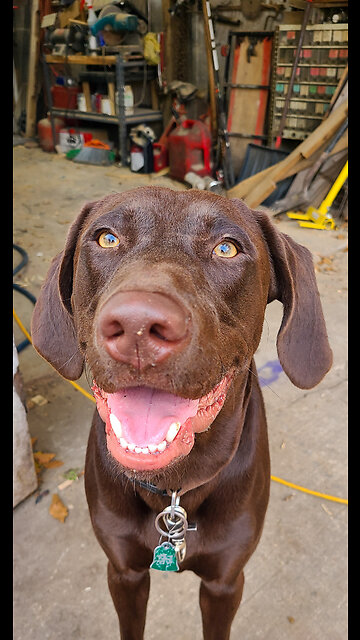 Budderz Is Tired 🐶💤