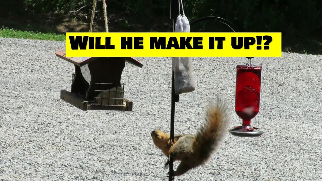 Greasing bird feeder pole-Does it work to keep squirrels off?