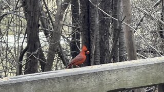 Black birds and Cardinals