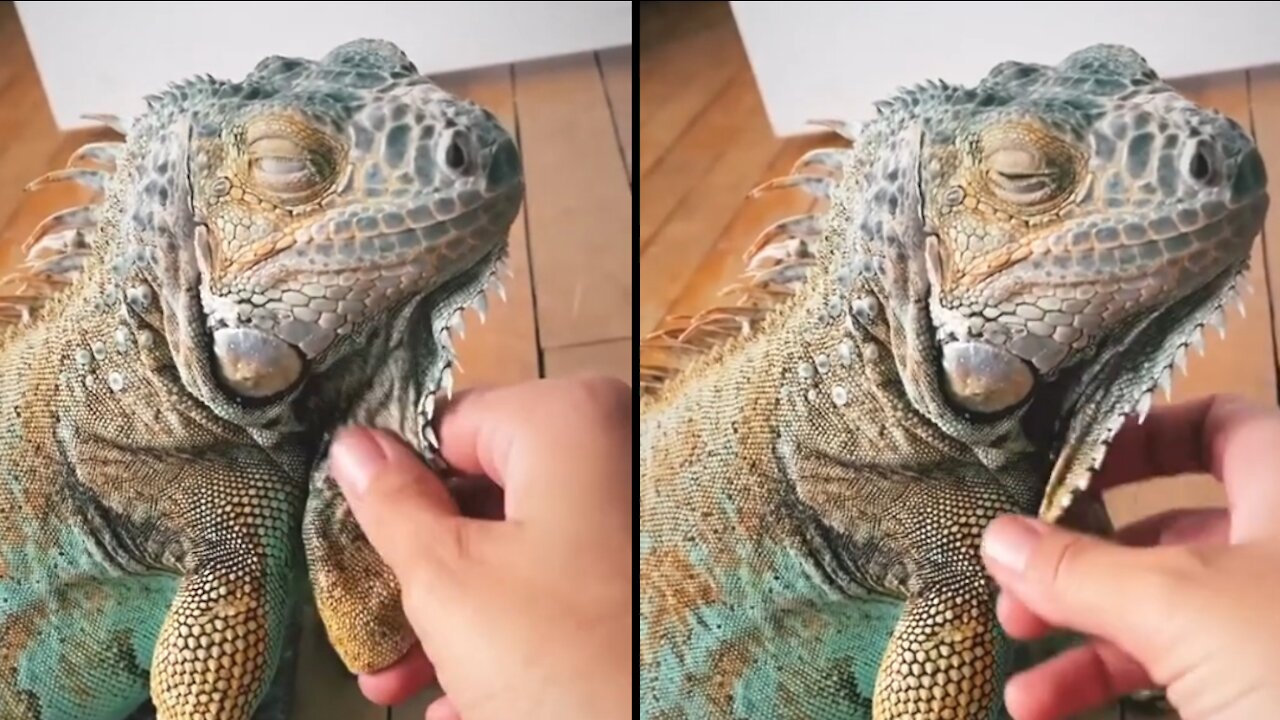 So Cool Lguana Lizard Reptile 🦎