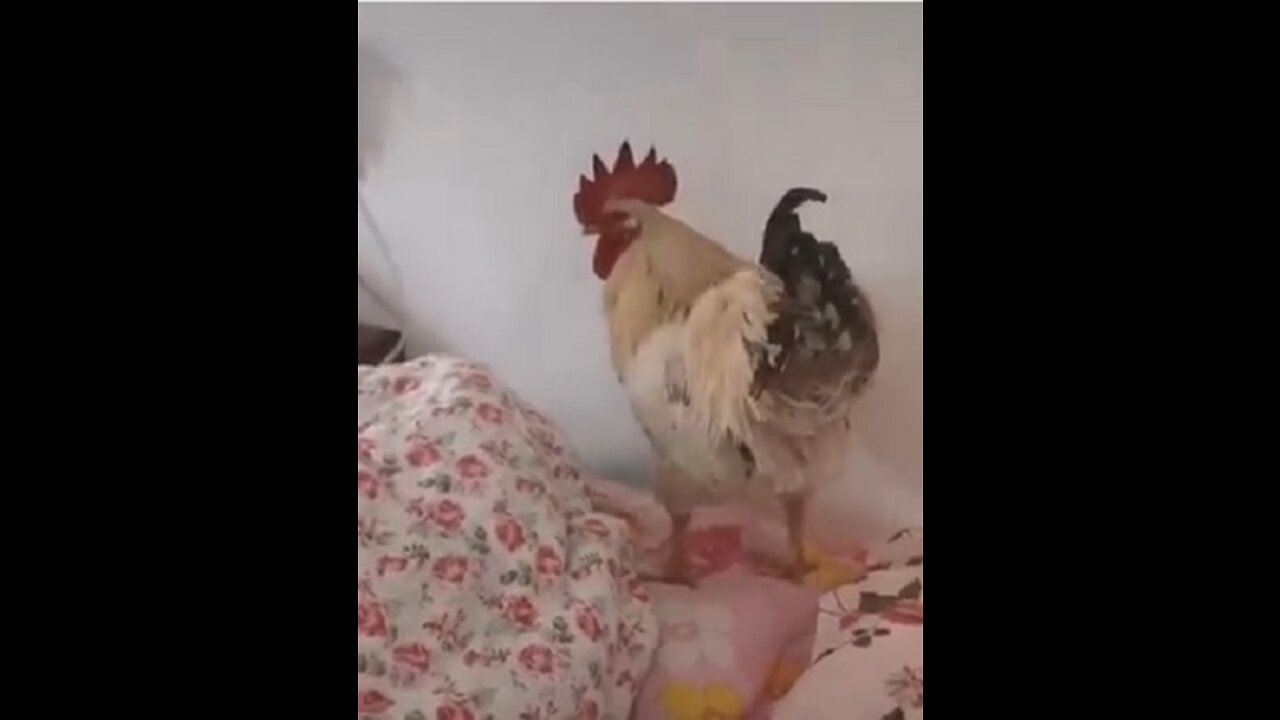 ACORDAAAAAA !!!!