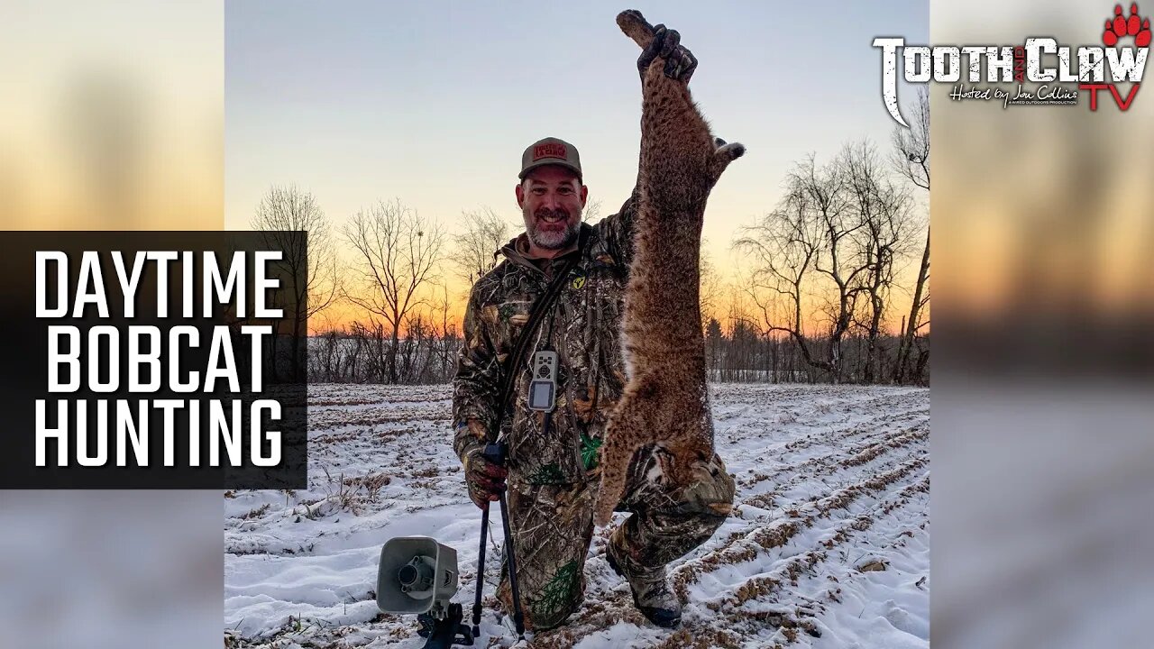 Daytime Bobcat Hunting