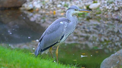 Getting Closer to the Grey Heron, but the Grey Heron Gets Closer to Me As Well