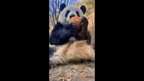 Pandas eat something like sweet potatoes