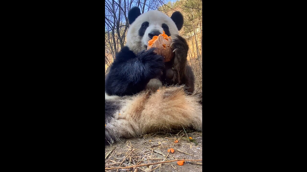 Pandas eat something like sweet potatoes