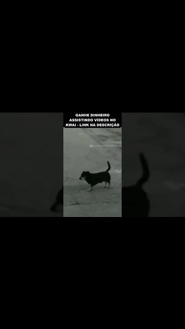 Cachorro paranormal