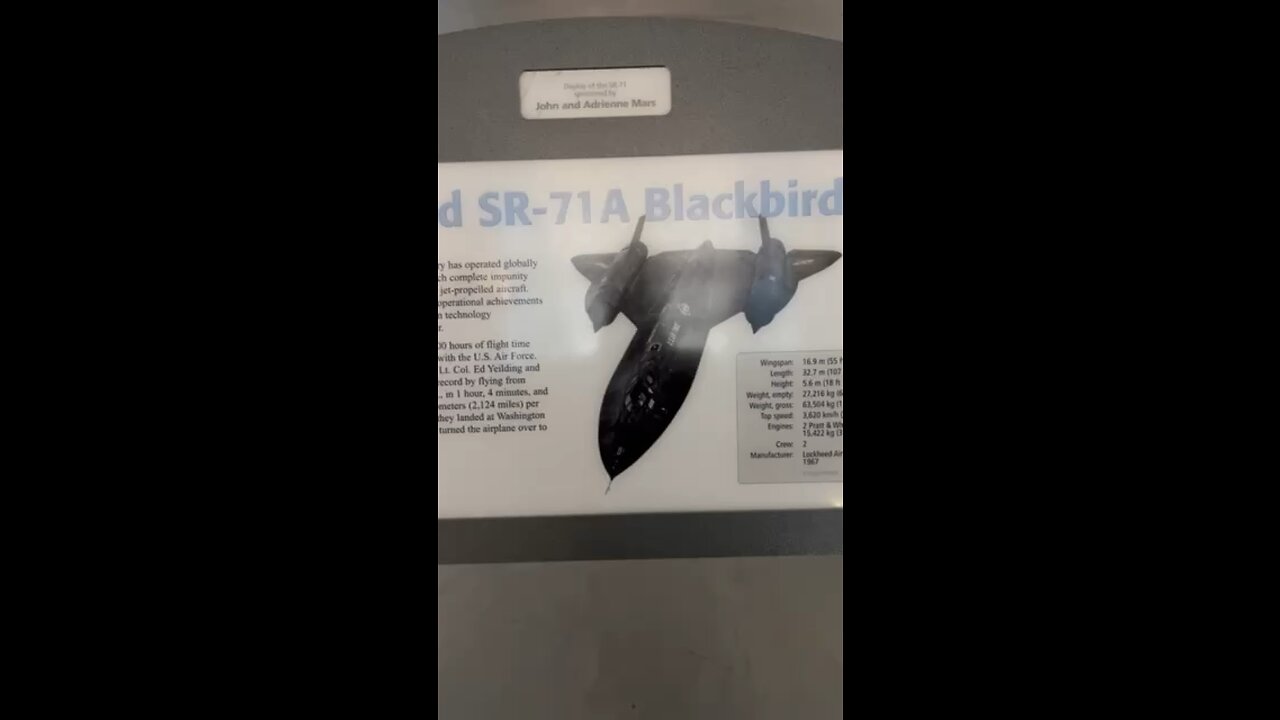 Black bird
