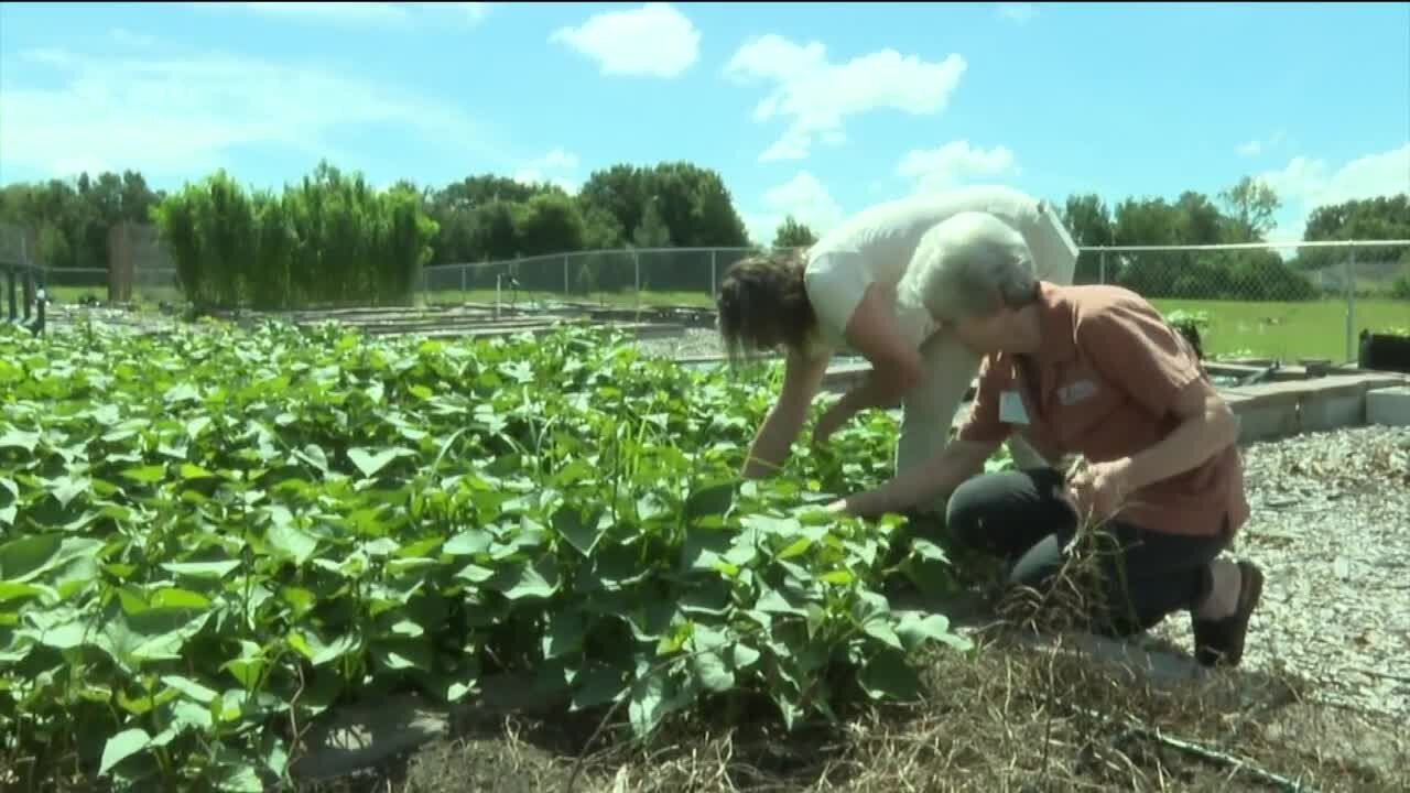 Hillsborough County Extension teaches locals how to grow their own groceries