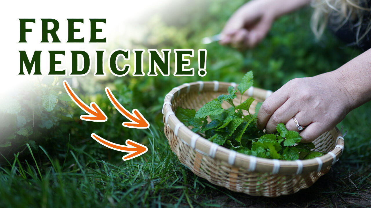 12 MUST-KNOW Backyard Medicinal Herbs (Foraging Medicinal Herbs)