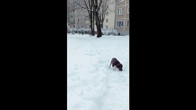 Puppy first time in the snow