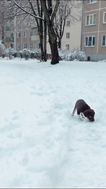Puppy first time in the snow