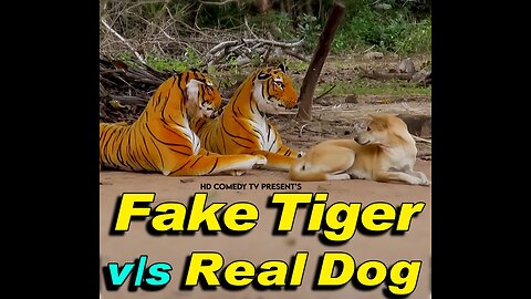 Dog funny video, 🤣🤣,Dog prank with fake lion and tiger, 🤣🤣 ... best funny video 🤣🤣