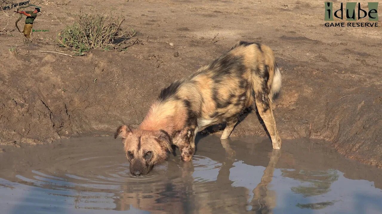 African Wild Dogs Finishing Breakfast And Enjoying The Morning Sun