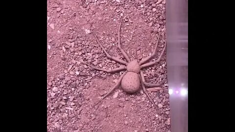 Six Eyed Sand Spider - Buries Herself