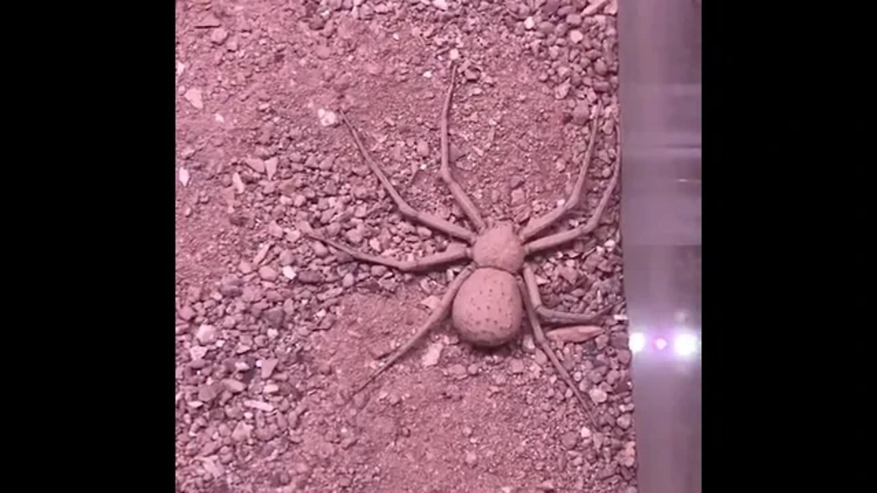 Six Eyed Sand Spider - Buries Herself