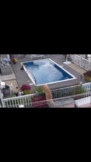 When You Decide To Spend The Day At Your Neighbor's Pool, Uninvited - HaloRock