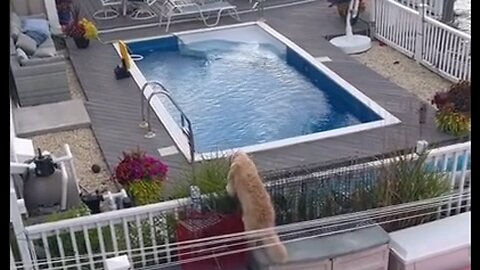 When You Decide To Spend The Day At Your Neighbor's Pool, Uninvited - HaloRock