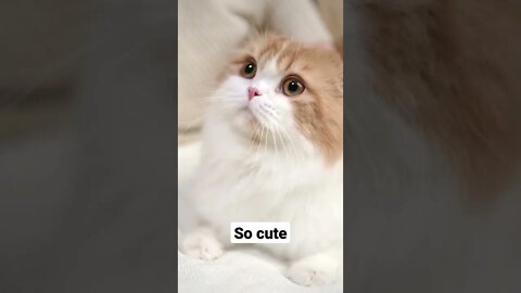 so cute cat