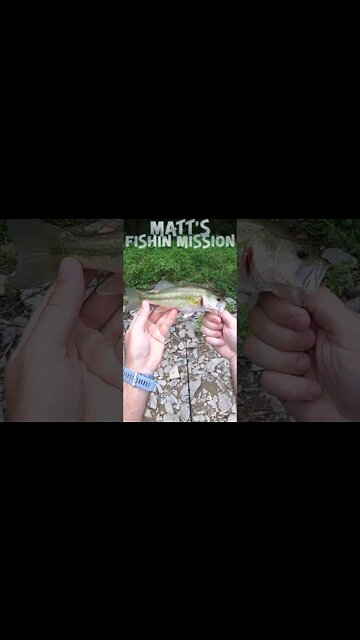 Bass fishing in skinny water (short version)