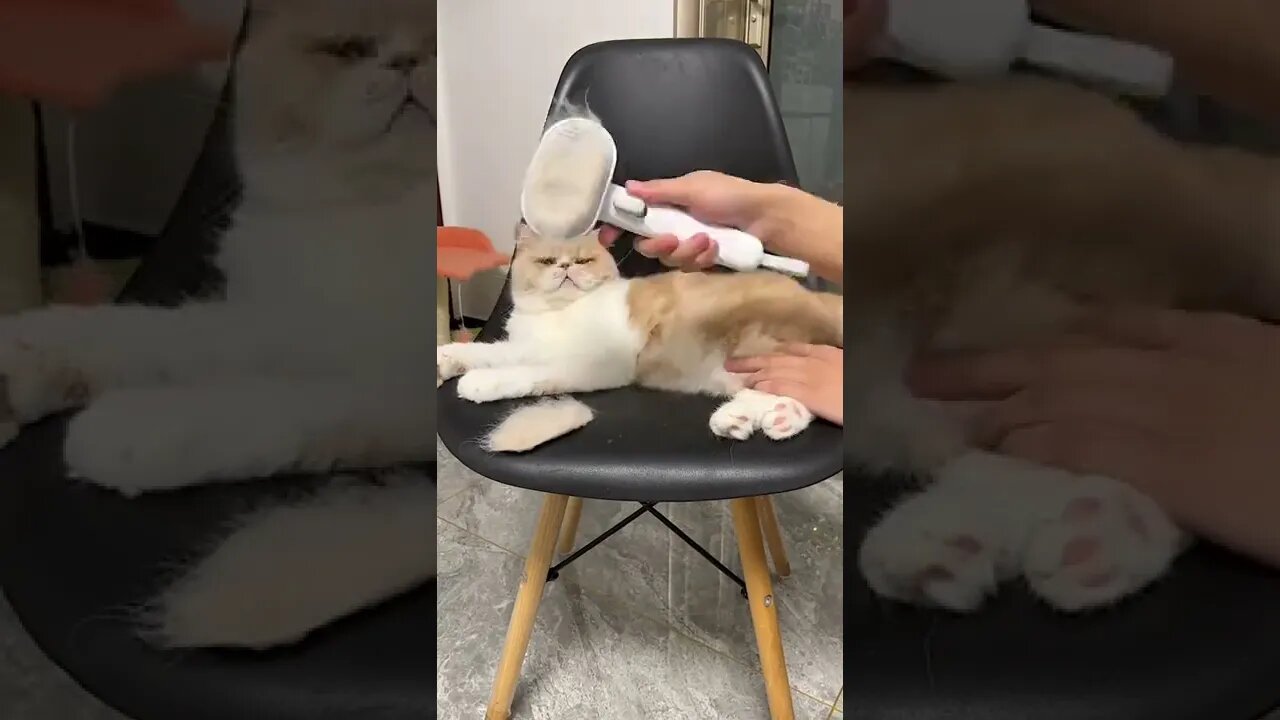 Billi ka beauty parlour #short video #funny video#cat video #viral video
