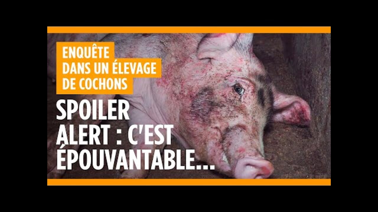 Dans l'horreur de l'élevage de cochons de Barais Busolles