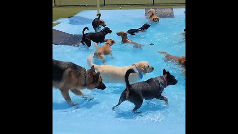 Pool day for pups